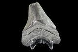 Bargain, Fossil Megalodon Tooth #89411-2
